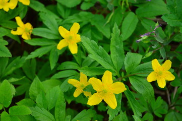 Fototapeta premium yellow flowers in the garden