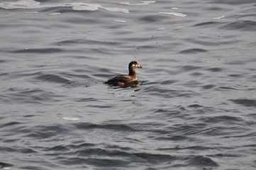 Water birds