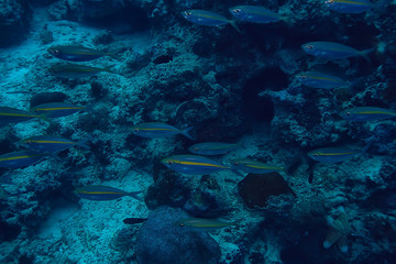 scad jamb under water / sea ecosystem, large school of fish on a blue background, abstract fish alive