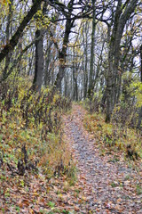 autumn in the park
