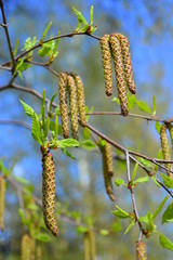 branch of tree in spring