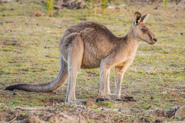 Maria Island, Tasmania, Australia- March 2019: Forester Kangaroo (Macropus giganteus) one of the biggest kangaroos. © Lukas