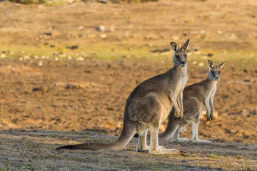 Maria Island, Tasmania, Australia- March 2019: Forester Kangaroo (Macropus giganteus) one of the biggest kangaroos. © Lukas
