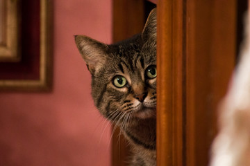 Gatto