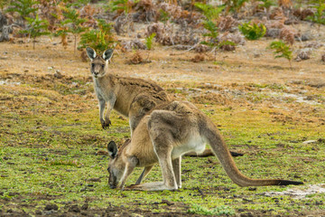 Maria Island, Tasmania, Australia- March 2019: Forester Kangaroo (Macropus giganteus) one of the biggest kangaroos. © Lukas