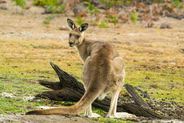 Maria Island, Tasmania, Australia- March 2019: Forester Kangaroo (Macropus giganteus) one of the biggest kangaroos. © Lukas