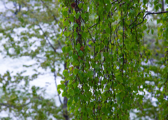 Fototapeta premium green leaves of trees under wet spring snow