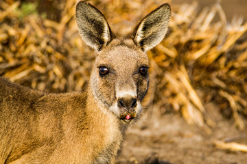 Maria Island, Tasmania, Australia- March 2019: Forester Kangaroo (Macropus giganteus) while drinking. © Lukas
