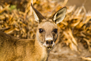 Maria Island, Tasmania, Australia- March 2019: Forester Kangaroo (Macropus giganteus) while drinking. © Lukas