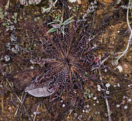 frozen grass in the field at winter morning,cloudy dramatic sky and rising sun