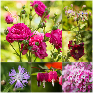Collage of different flowers in the summer garden