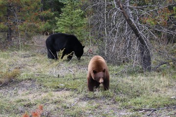 Black Bear & Brown Bear 