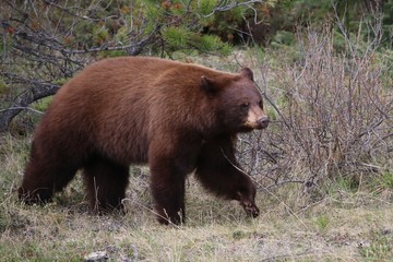 Fototapeta premium Brown Bear