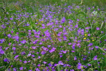 Fototapeta premium field of purple flowers