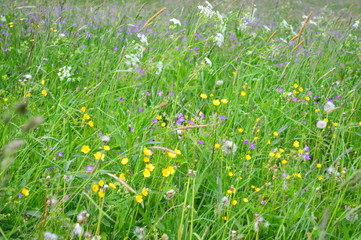 wild flowers in the grass