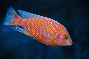 Pseudotropheus red zebra - freshwater fish. © Tatiana Belova