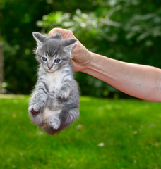 Relaxed male kitten held up by the nape of the neck outdoors