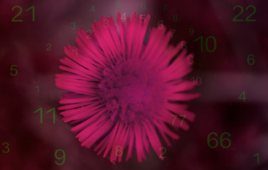  The numbers around the fabulous pink flower