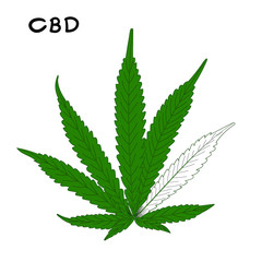 CBD plant hemp hand drawn doodle style sign. Outline design on green. 