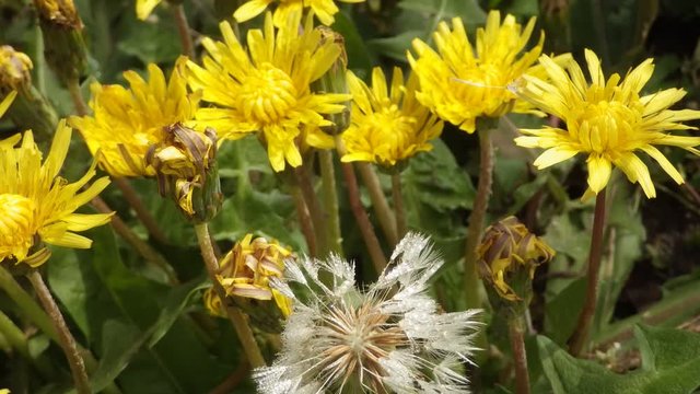 早春に先駆け咲き始める黄色いタンポポの花は、越冬から目覚めた昆虫達が吸蜜に頻繁に訪れ、春本番を迎える様をインターバル動画で御覧下さい。
