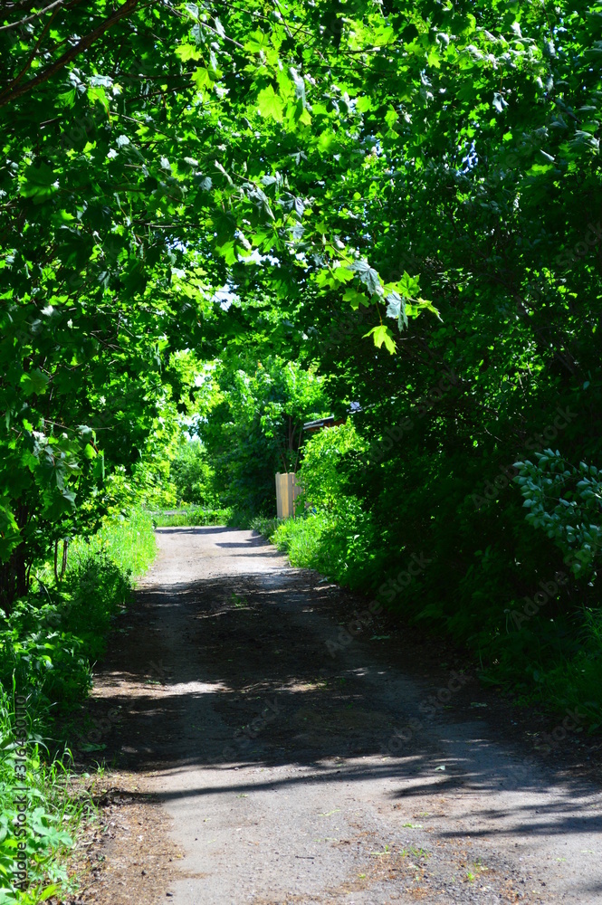 Wall mural path in the garden