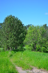 Obraz premium tree in a field