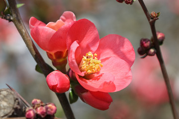 Obraz premium Red flowering Quince in spring time - macro shot