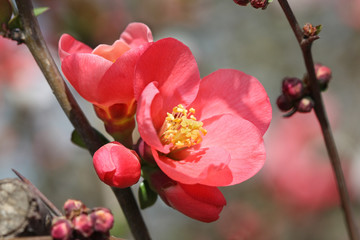 Red flowering Quince in spring time - macro shot