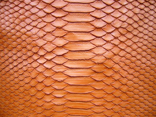The texture of genuine leather. Red python skin, snake closeup.