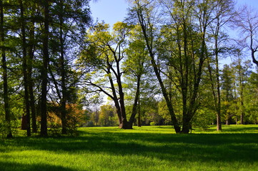 tree in the park