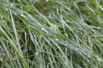 dew on grass
