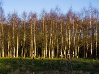 Obraz premium Edge of woodland with silver birch trees in winter