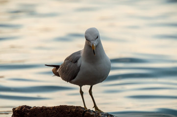 Urban seagull bird close up at Lake Michigan with shallow focus