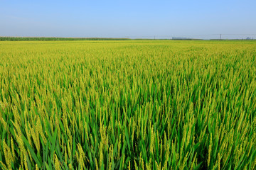rice field