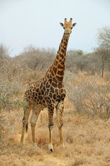 Giraffe in Kruger National Park South Africa
