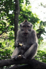 funny monkey