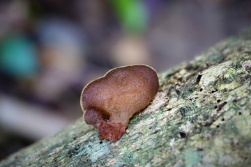 Brown mushroom (Auricularia cornea) growing in a tropical forest