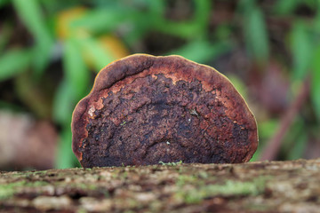 Reddish brown polypore growing on a tree branch