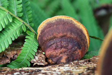 Reddish brown polypore growing on a tree branch