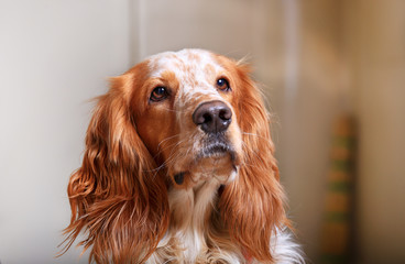 Portrait dog breed Russian hunting spaniel studio photo