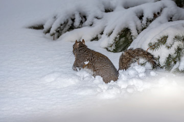 Squirrel. Eastern gray squirrel in the snow, natural scene from wisconsin