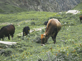 Cows in the meadow of Caucasus mountains. Roza Khutor, Russia