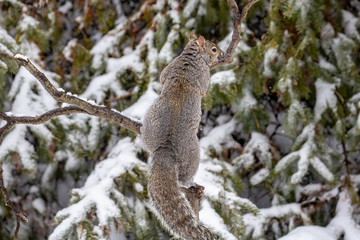 Squirrel. Eastern gray squirrel in the snow, natural scene from wisconsin