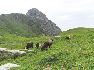 Fototapeta na wymiar Cows in the meadow of Caucasus mountains. Roza Khutor, Russia