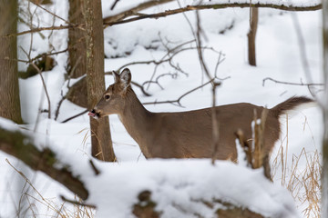 Deer. The white-tailed deer  also known as the whitetail or Virginia deer in winter on snow. White taild deer is  the wildlife symbol of Wisconsin  and game animal of Oklahoma.