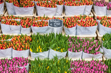 Tulips for sale at Amsterdam flower market, Amsterdam Netherlands