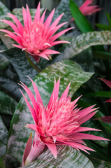 silver vase, urn plant, bromeliad (Aechmea fasciata)