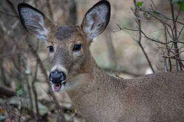 Whitetail Deer chewing