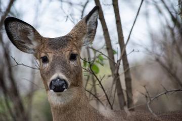 Deer portrait in Autumn