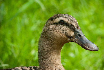 Female Mallard Portrait